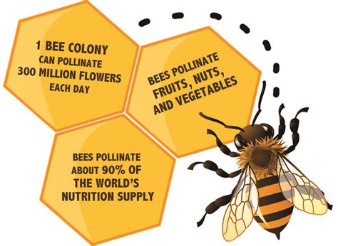 The Role of Sierra Bees in Soil Health and Nutrient Cycling
